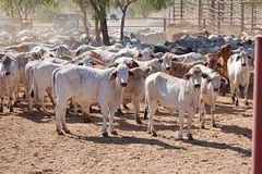 Cheap price live cattle ready for export with fast delivery and good health - Image 1