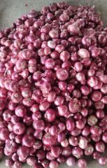 Fresh Organic Onion - Image 4