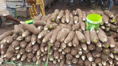 Fresh yam - Image 4
