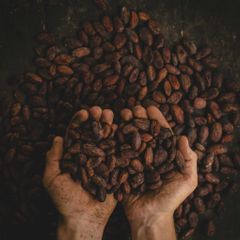 Premium Raw Cocoa Bean With High Fat Content And Strong Flavor For Global Chocolate Production - Image 4