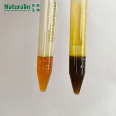 Rosemary Extract - Image 3