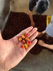 HANCOFFEE 2025-2026 New Crops Vietnam Arabica Green Coffee Bean Best Price Grade 3-1 Size 14-18 Washed/Natural - Free Sample - Image 5