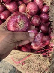 Onion – product photo 5, product detail gallery