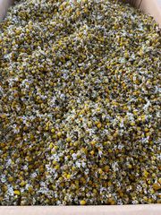 chamomile - El Reef Herbs