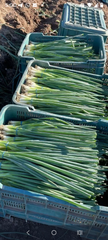 scallion – product photo 1, product detail gallery