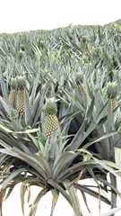 Fresh Pineapple – product photo 3, product detail gallery