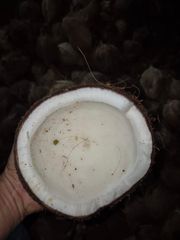 Semi Husked Coconut - Image 2