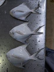 White pomfret – product photo 5, product detail gallery