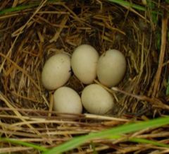 Mallard egg - Image 1