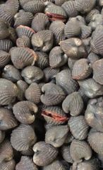 Blood clams - Image 1