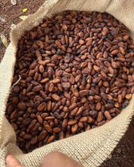 Cocoa Beans – product photo 2, product detail gallery