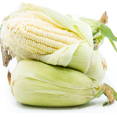Fast Delivery Premium White Corn Maize Non Gmo 50kg Strong Packaging Clean White Kernels High Starch Content Ideal For Flour Production Feed And Export Trade Buy Now Wholesale Premium Quality - Image 1
