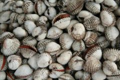LIVE BLOOD CLAMS – product photo 1, product detail gallery