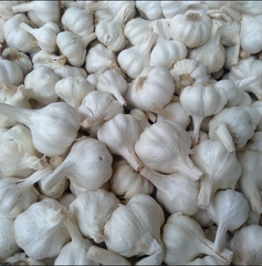 Fresh Garlic - Image 1