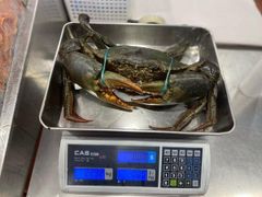 Live Mud Crab Ready for sale - Image 2