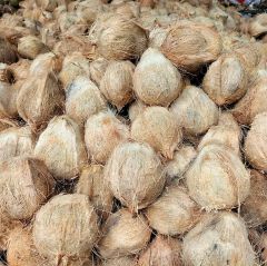 Premium Quality - Semi husked Coconut - Export Quality - for Global Wholesale buyers – product photo 3, product detail gallery