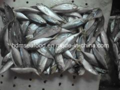 Fresh Frozen Japanese Jack Mackerel Nw 9kgs Gw 10kgs Style Whole Origin China Model NO. H-M Processing Bqf Package - Image 1