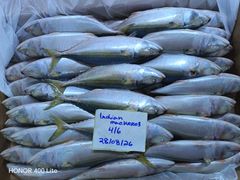 Frozen Indian Mackerel - Image 5