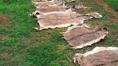 Donkey hides in large quantities available at discounted rates for leather processing companies - Image 3