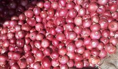 Red Onions Grade 55mm+ Texture Crisp Shelf Life Extended Origin Nashik, India Flavor Strong Sweetness Type Red Onion, Garva Onion - Image 2
