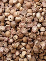 Indonesian Areca Nuts (Betel Nuts) – Jambi Origin – product photo 1, product detail gallery