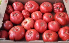 Organic tomato - Image 1
