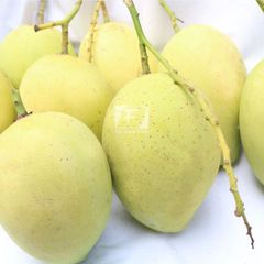 Tropical Fruits Sweet Taste Cheap Price Year Round Season Frozen Mango Export From Vietnam – product photo 3, product detail gallery
