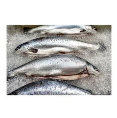 Hot Sale Price Of FRESH NORWEGIAN SALMON 1 KG For Sale - Image 4