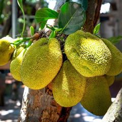 Jackfruit Flavor Exotic Color Whitish Texture Dense Flesh With Fibrous Pulp Application Meat Substitute In Vegetarian And Vegan - Image 1