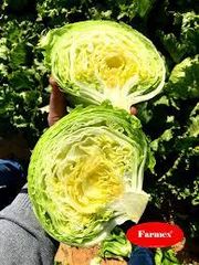 fresh ice berg lettuce Origin Farmex Farms Grade Export Quality Weight Range 500–800 G Per Head Packaging Options 5 Kg / 10 Kg Cartons Or As - Image 3
