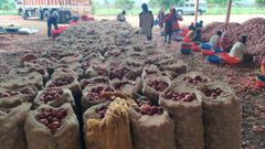 Nashik Fresh Onion - Image 5