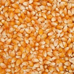 Animal Feed Corn from Brazil frozenchickenexports.com - Image 3