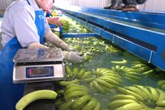 Fresh Cavendish Banana – Premium Grade A – Vietnam (Gia Lai) – product photo 5, product detail gallery
