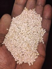 Ethiopia Humera sesame purity 99.6 % - Image 1