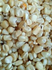 Best Quality white corn for human and animal feed cheap prices south africa sweet corn - Image 3