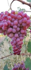 grape - Image 3