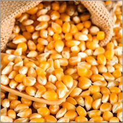 Maize Corn - Image 1