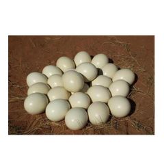 Ostrich Eggs For Sale Grade top Type Eggs Form Eggs Fertility Rate High Genetic Diversity Diverse Breeding Stock Health Healthy - Image 1