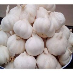 High Quality Top Grade New Crop Pure White Fresh Garlic 5cm Size – product photo 1, product detail gallery