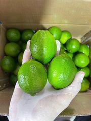 VIETNAM SEEDLESS LIME – product photo 1, product detail gallery