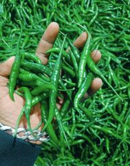 Fresh Green Chilli - Image 3