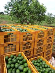 Premium Kenyan Hass Avocados – Fresh Export Quality – product photo 3, product detail gallery