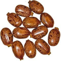 Castor Seed Grade Comertial, Hybrid Castor - Image 4