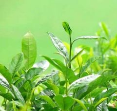 Matcha Tea Powder for Functional Food - Image 5