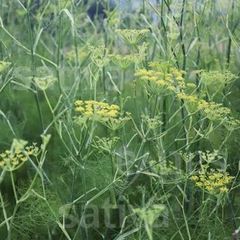 Fennel Seeds – product photo 2, product detail gallery