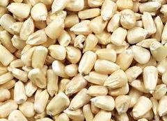 WHITE MAIZE – product photo 1, product detail gallery