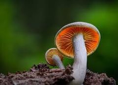 Fresh Mushrooms – Premium Quality Farm-Grown Mushrooms for Export - Image 2
