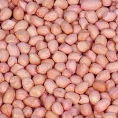 NEW CROP RAW JAVA KACANG TANAH KERNELS RAW PEANUT GREAT QUALITY BULK SUPPLIER FROM INDIA RAW PEANUTS - Image 1