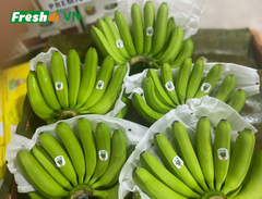 Fresh Cavendish Banana from Vietnam – Export Premium Quality – product photo 2, product detail gallery