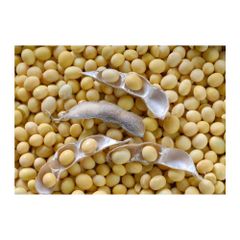 Animal Feed Soybeans frozenchickenexports.com - Image 2